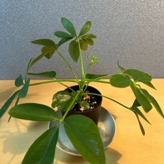 【観葉植物】シェフレラ（カポック）②の画像