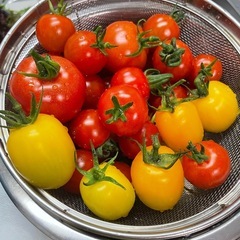 農園　自然栽培　野菜づくりの画像