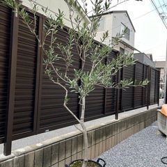 本日6時お取引予定　オリーブの木の画像