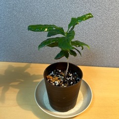 【観葉植物】コーヒーの木の画像