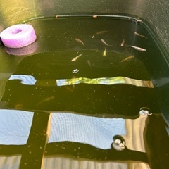 三色メダカの画像
