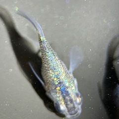 極上✨ロイヤルブルーダルマ体型【MARUEメダカ】の画像
