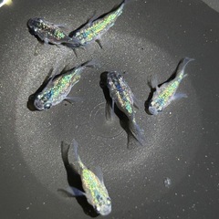極上✨ロイヤルブルーダルマ体型【MARUEメダカ】の画像