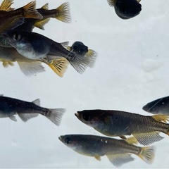 そう･若魚〜メダカ めだかの画像