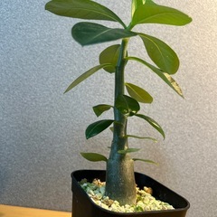 【観葉植物】塊根植物　アデニウムオベスムの画像