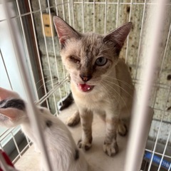 🤍🤎 シャムトラの甘えん坊さんの女の子 ※ 右目にハンデあり