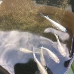 メダカ ヒミツヘイキ ホワイトタイプの画像