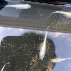 メダカ ヒミツヘイキ ホワイトタイプの画像