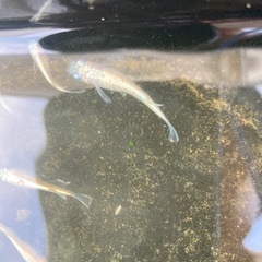 メダカ ヒミツヘイキ ホワイトタイプの画像