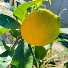 室内の明るい場所でも！　レモン苗　5年ものの画像