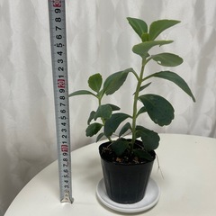多肉植物 カランコエ リンリンの画像