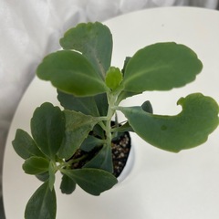多肉植物 カランコエ リンリンの画像