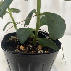 多肉植物 カランコエ リンリンの画像