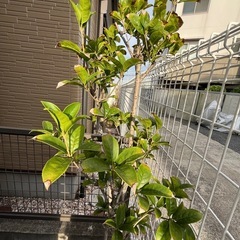 銀木犀の画像