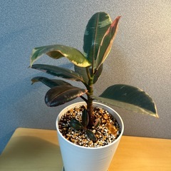 【観葉植物】フィカス　ルビーの画像