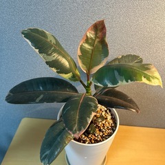 【観葉植物】フィカス　ルビーの画像