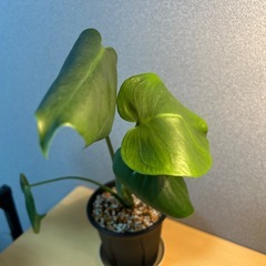【観葉植物】モンステラの画像