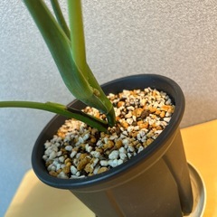 【観葉植物】モンステラの画像