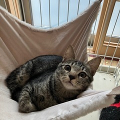 4月生まれ　ギジ　ぎびじ　♂