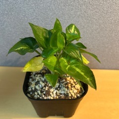 【観葉植物】シンゴニウムの画像