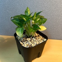 【観葉植物】シンゴニウムの画像