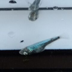 ゴジラメダカ　2ペア　2,000円の画像