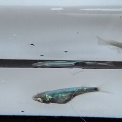 ゴジラメダカ　2ペア　2,000円の画像