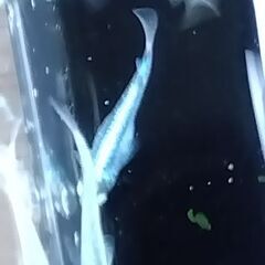 ゴジラメダカ　2ペア　2,000円の画像