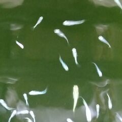 ゴジラメダカ　2ペア　2,000円の画像