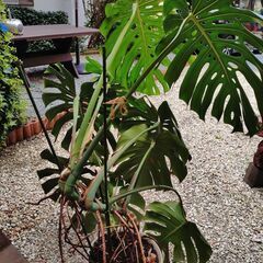 大きな観葉植物モンステラの画像