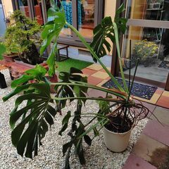 大きな観葉植物モンステラの画像