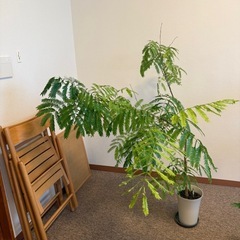 エバーフレッシュの画像