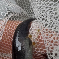
オロチメダカ若魚4匹の画像
