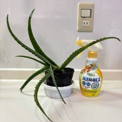 アロエ🌱2個目半額の画像