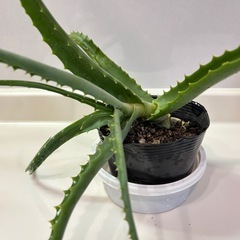 アロエ🌱2個目半額の画像