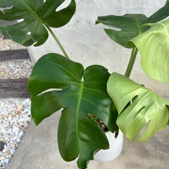 観葉植物　モンステラの画像