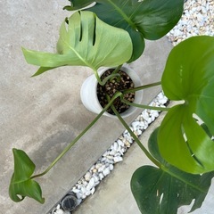 観葉植物　モンステラの画像