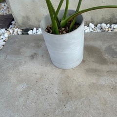 観葉植物　モンステラの画像
