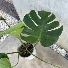 観葉植物　モンステラの画像