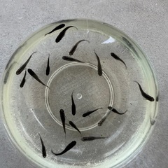 
オロチメダカ若魚4匹の画像