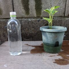 ポトス　斑入り　15～20cm　③の画像