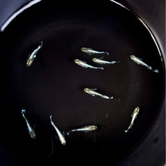 メダカ　エメキン　タイプG   10匹の画像