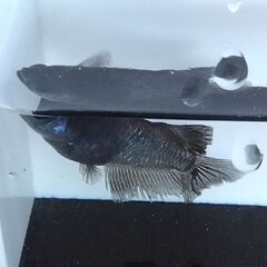 曜変天目メダカ　3ペア  3,500円の画像