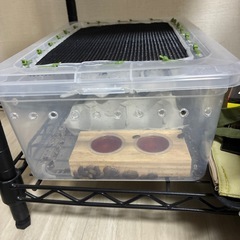 活デュビア※代理出品ですの画像
