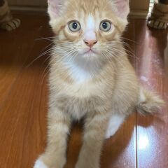 ちょっとシャイな白茶さん