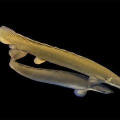 【秋セール】ポリプテルス・セネガルス　ナイジェリア産  20〜30cm