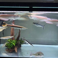 コトブキ　90cm水槽　水槽台　ライト　上部濾過槽　ヒーター　生体　流木　水草の画像