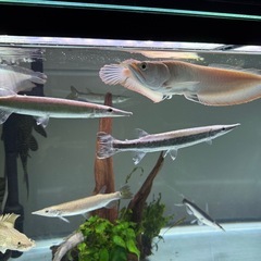 コトブキ　90cm水槽　水槽台　ライト　上部濾過槽　ヒーター　生体　流木　水草の画像