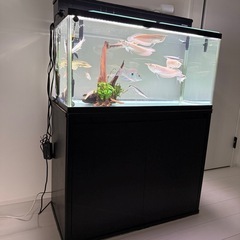 コトブキ　90cm水槽　水槽台　ライト　上部濾過槽　ヒーター　生体　流木　水草の画像