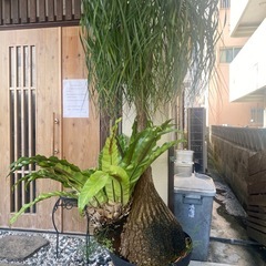観葉植物の画像